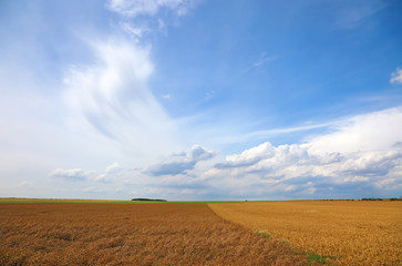 Fototapeta na wymiar Wheat field and beautiful blue sky with clouds, Europe.