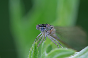 damselflies