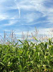 Maize field and beautiful sky. Good as background or backdrop.