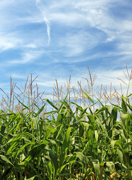 Corn agriculture farming crop green plant blue sky clouds summer harvest rural nature mazie feild