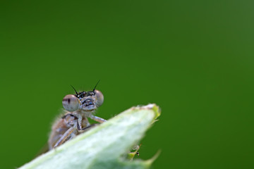 damselflies