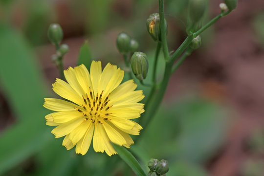 ixeris chinensis