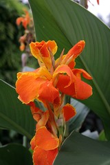 Blumenrohr (Canna) Blüten