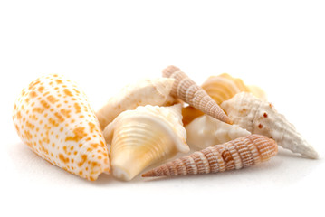 Shells