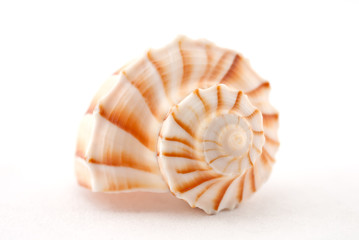 Ocean shell