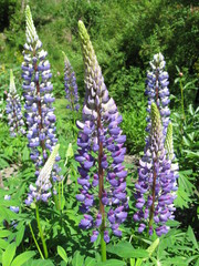 Obraz premium Blaue Lupinen