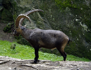 Steinbock