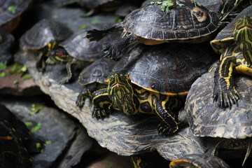 Obraz premium Tortuga ,Atocha Madrid