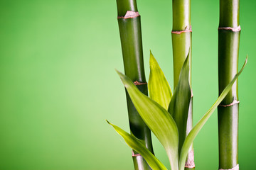 Fototapeta na wymiar bambou zen