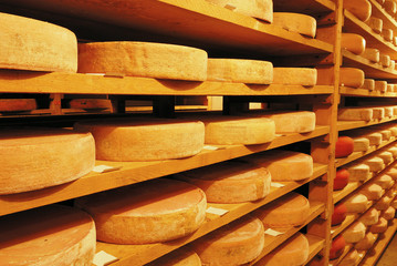 vacherin fribourgeois en affinage