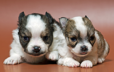 Two puppies of the spitz-dog in studio