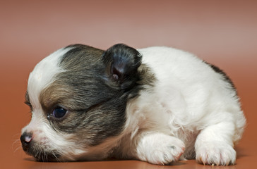 Puppy of the spitz-dog in studio