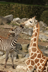 Zebra trying to kiss a giraffe