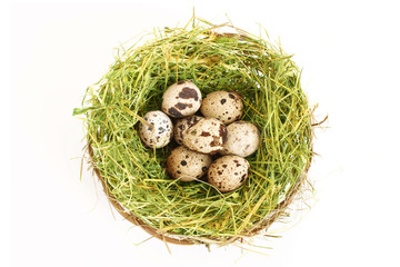 Naklejka na ściany i meble Group of quail spotted eggs in the grassy nest isolated on white