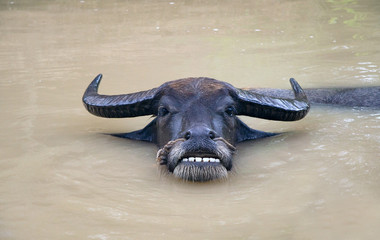 Adult bull resting in pond