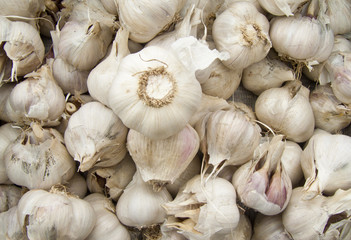 garlic