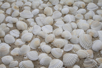 Muschelhintergrund