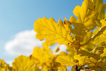 yellow autumnal foliage against the blue sky