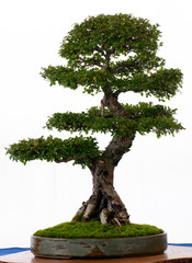 Chinesische Ulme als Bonsai