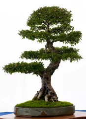 Papier Peint photo Bonsaï Orme de Chine en bonsaï