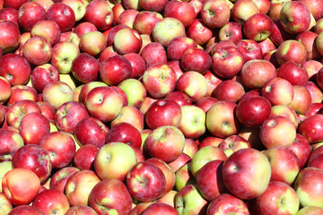 Fresh Bountiful Autumn Harvest