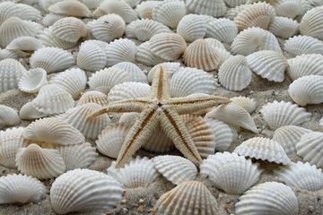 Muscheln und Seestern
