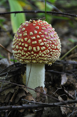 Red amanita
