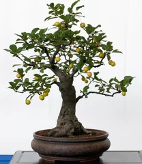 Photo sur Plexiglas Bonsaï Pomme ornementale en bonsaï