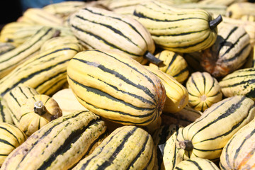 Fresh Bountiful Autumn Harvest