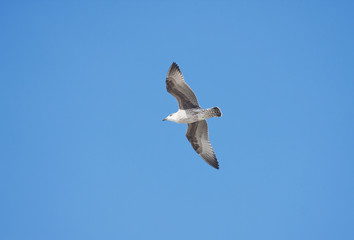 Herring gull flying against blue sky