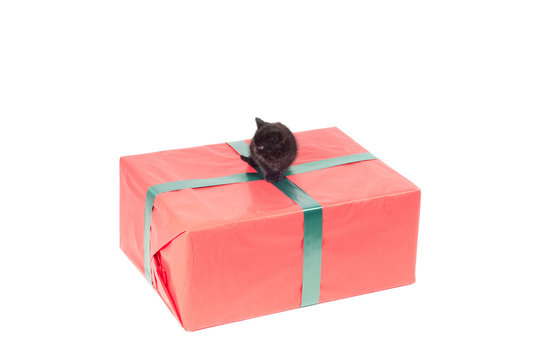 Present box and kotten