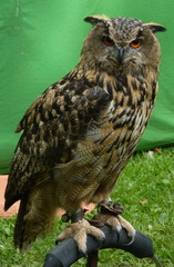 Eule - Greifvogel Strigiformes