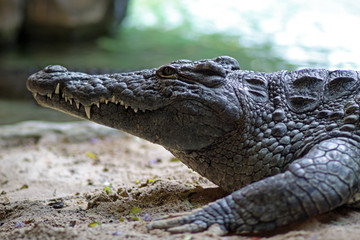 Crocodile