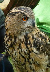 Uhu  - Eule