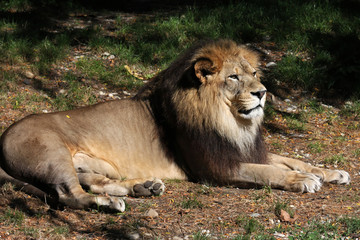 Lion au repos