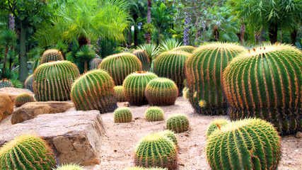 Fototapeta na wymiar beautiful cactus on a stone