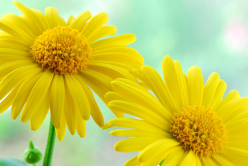 yellow flowers with blut background