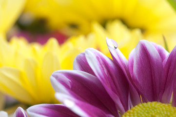 Beautiful spring flowers - chrysanthemum .