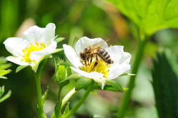 Erdbeerblüte