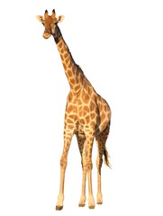 Obraz premium Giraffe isolated on white background