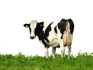 Dutch cow on white background