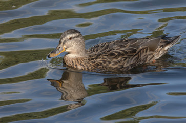 Mallard