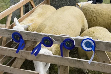 Papier Peint photo Moutons Prize winning sheep at country show