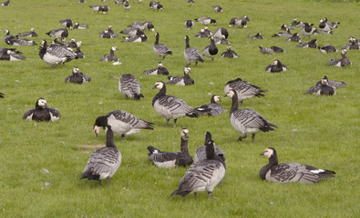 Barnacle goose