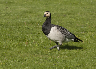 Barnacle goose
