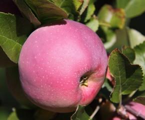 Pomme