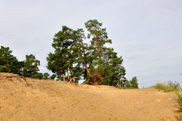 Сосны © papagoshi