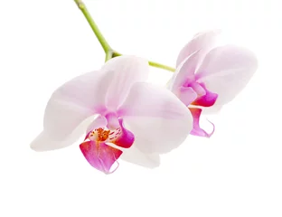 Foto op Canvas orchid flower © Liliia