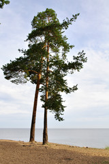 Сосны © papagoshi