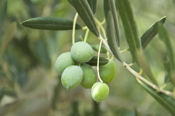 olive sur branche